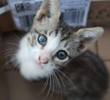Katzenbaby in einer Kartonschachtel mit grossen blauen Augen