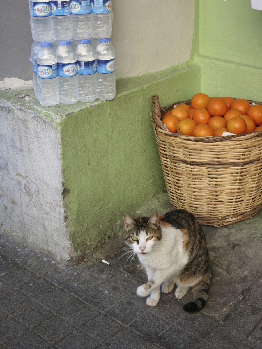 Katze vor Korb mit Orangen