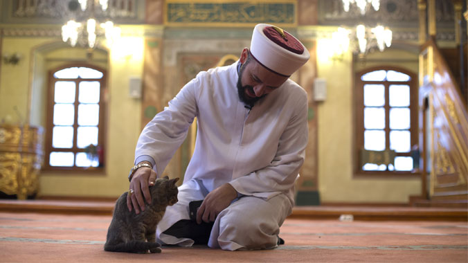 Katze in einer Moschee in Üsküdar